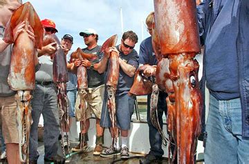 It is a large cephalopod found in deep waters of the ocean. . Humboldt squid attack humans